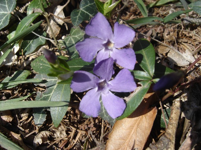 Fiori primaverili